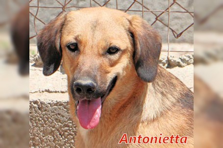 Antonietta