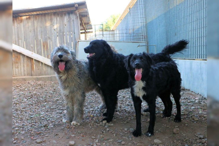 Lando - in Pension in Bayern