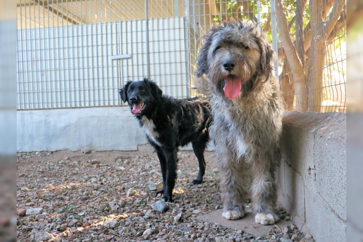 Lando - in Pension in Bayern