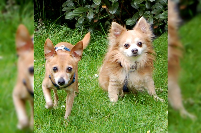 Brown Rocky und Brown Charlie