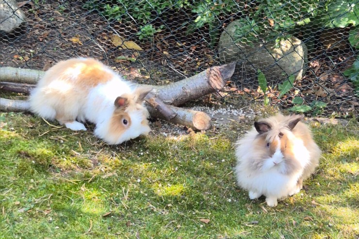 Abby und Luna