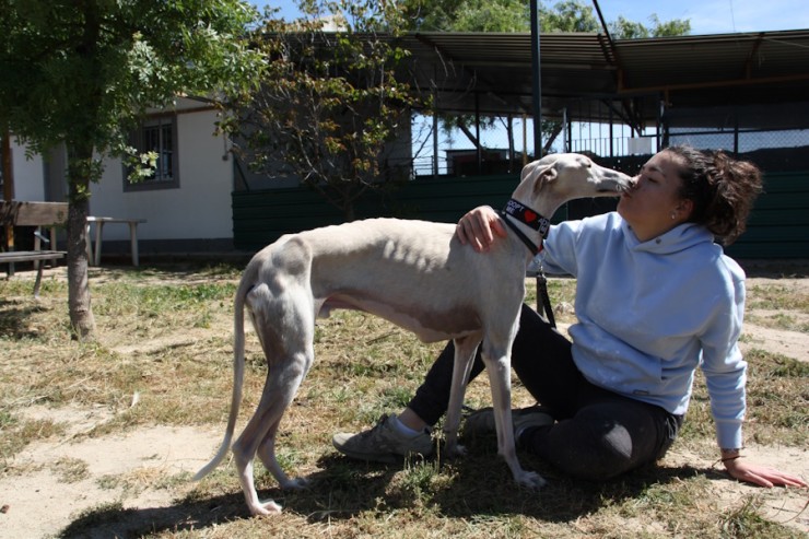 Lasse, Tierheim PROA Madrid