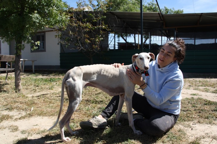 Lasse, Tierheim PROA Madrid