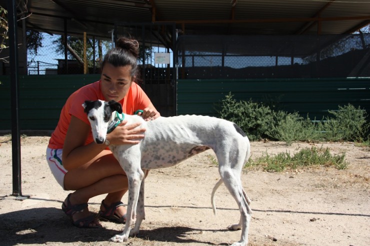 Fauna, Tierheim PROA Madrid