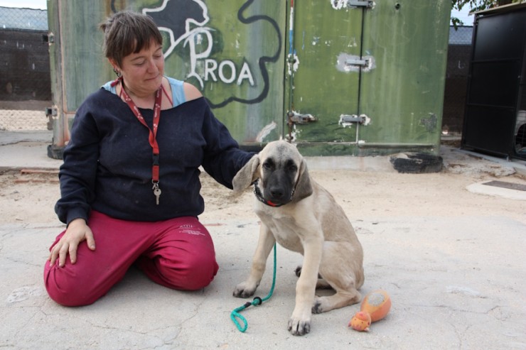 Clara , Tierheim PROA Madrid