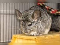 Chinchillas