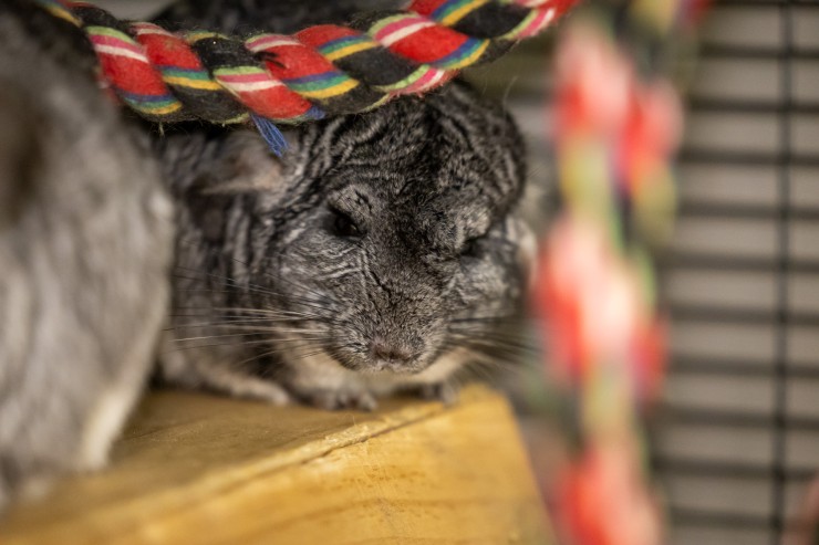 Chinchillas