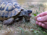 griechische Landschildkröte