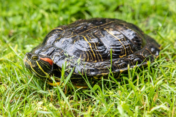 Schmuckschildkröten