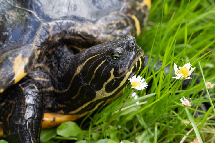 Schmuckschildkröten