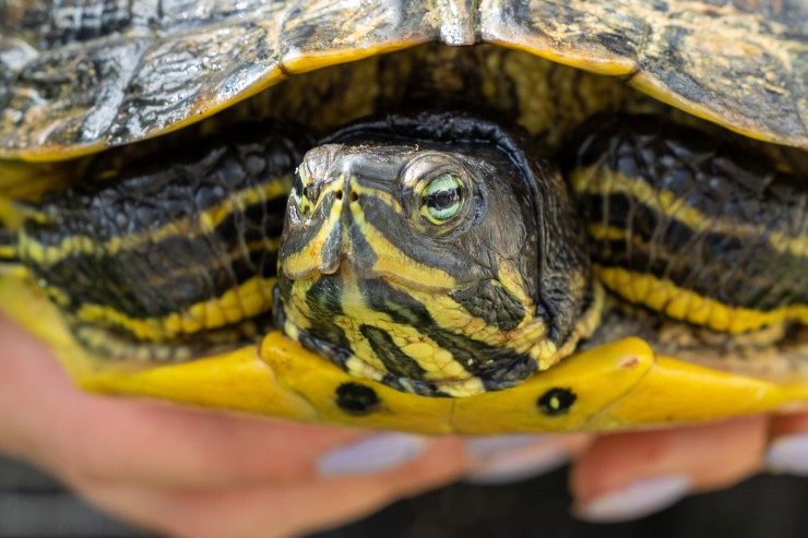 Schmuckschildkröten