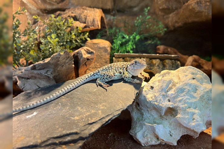 Halsbandleguan Colette