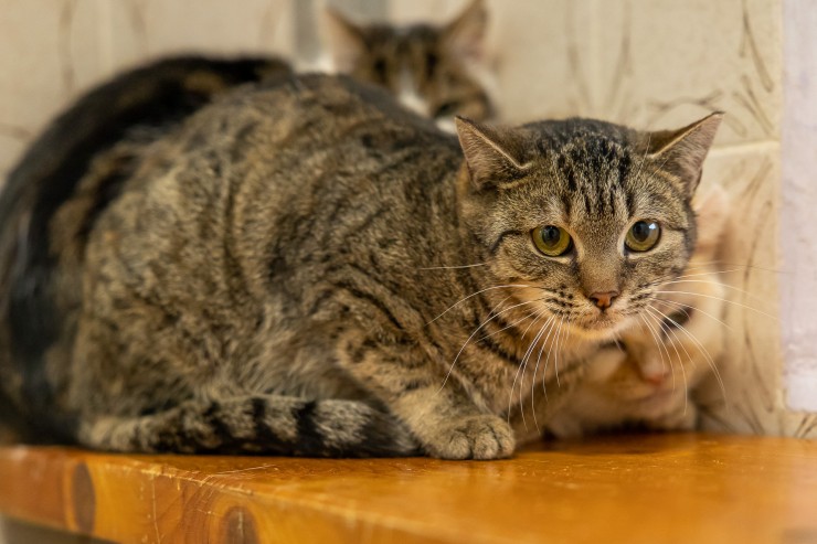 Freigängerkatzen