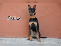 Feliex