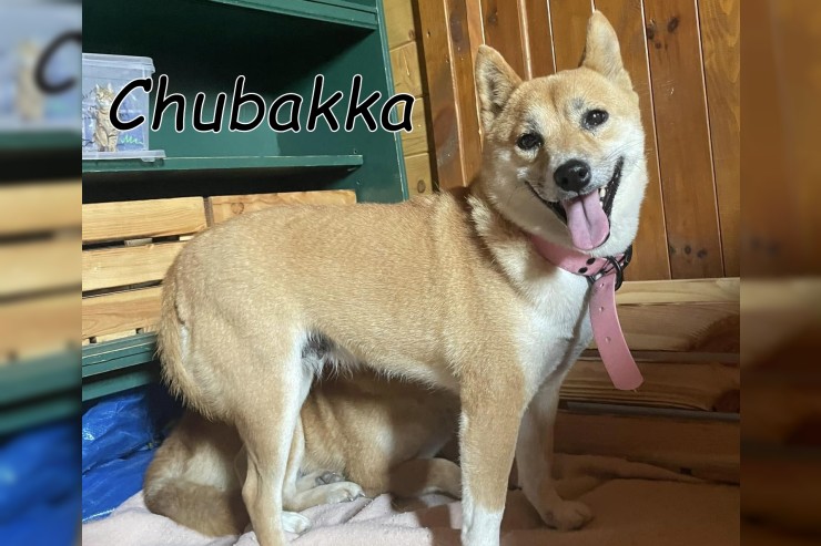 Chubakka