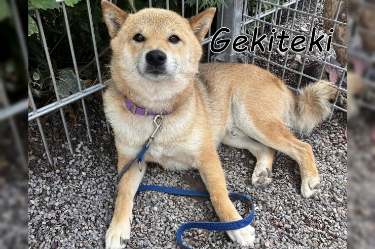 Gekiteki