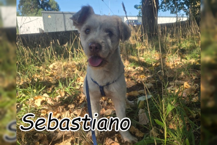 Sebastiano