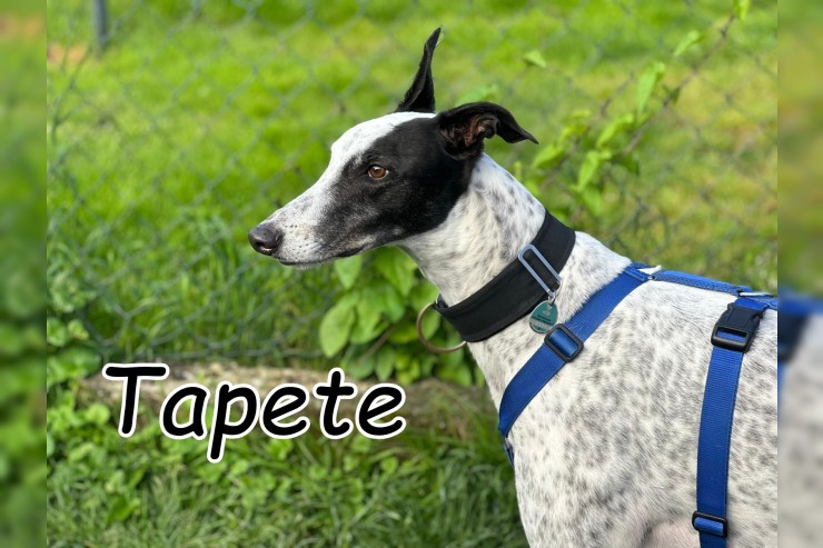 Tapete