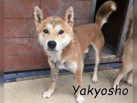 Yakyosho