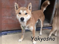 Yakyosho