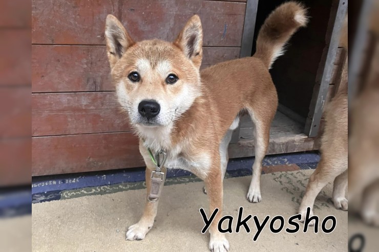 Yakyosho