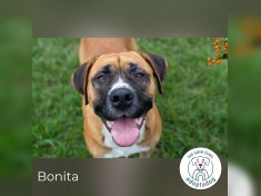 Bonita