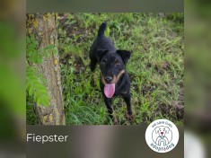 Fiepster