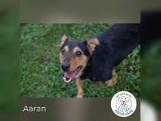 Aaran