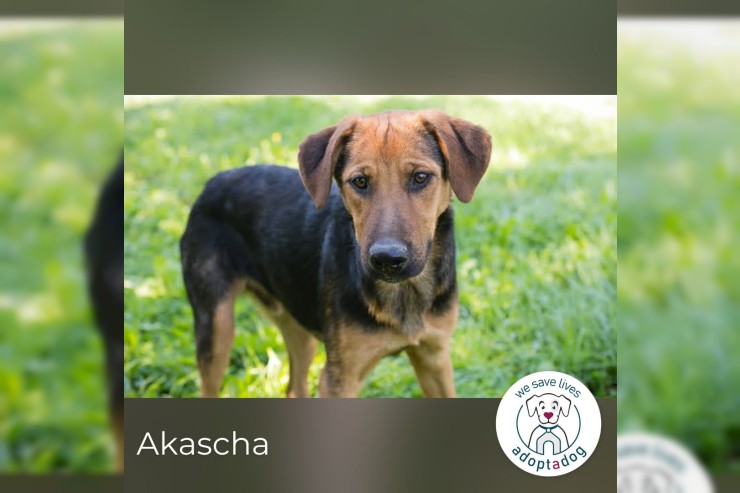 Akascha