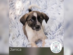 Janica