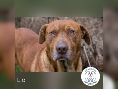 Lio