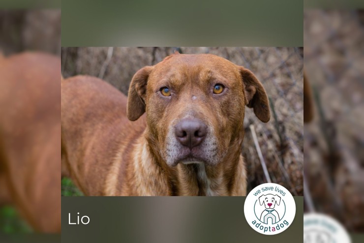 Lio