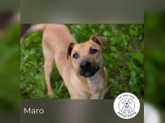 Maro