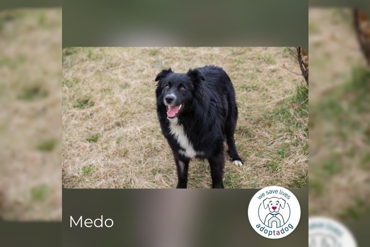 Medo