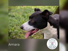 Amara