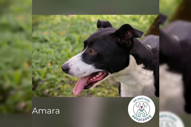 Amara