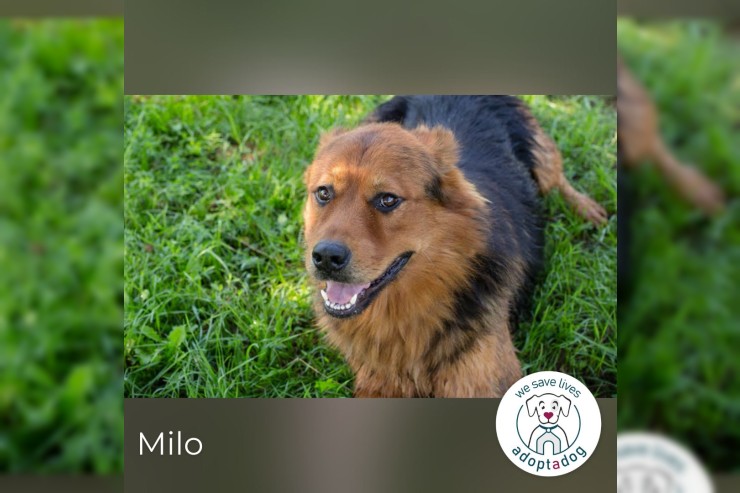 Milo