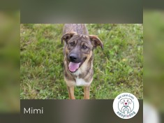 Mimi