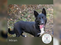 Miran