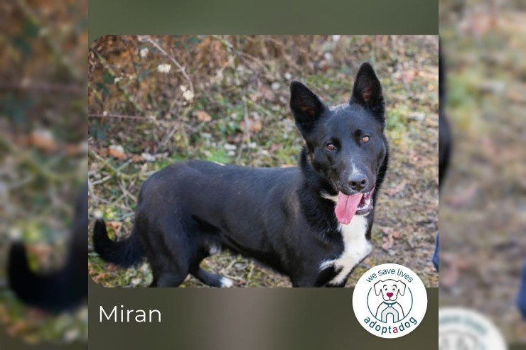 Miran