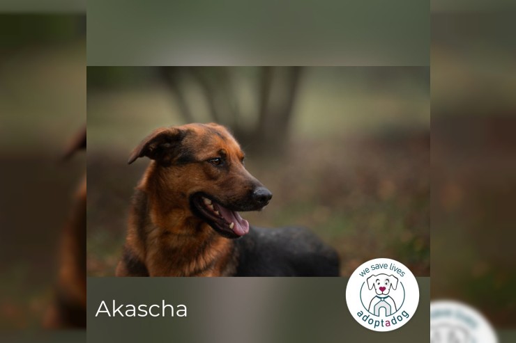 Akascha