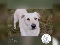 Alfred