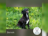 Benek