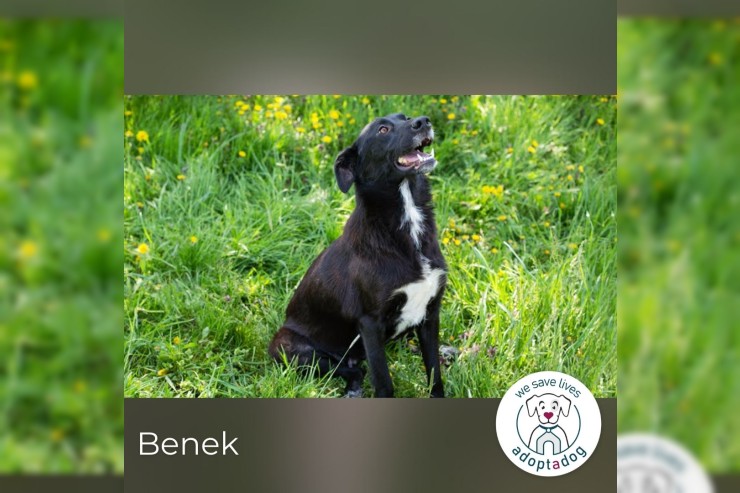 Benek