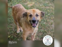 Björn