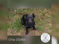 Chip 212464