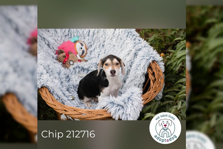 Chip 212716