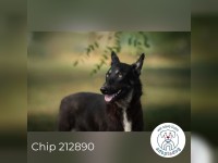 Chip 212890