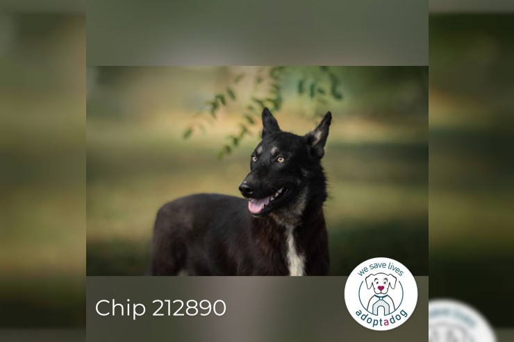 Chip 212890