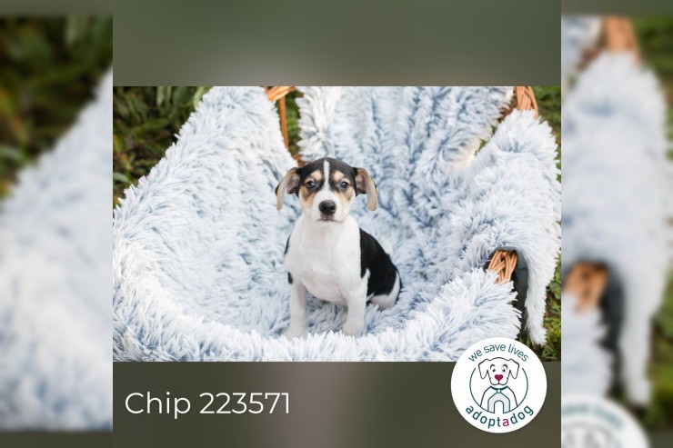 Chip 223571